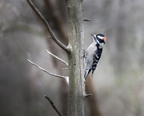 Downy Woodpecker Photograph By Steven Michael Fine Art America