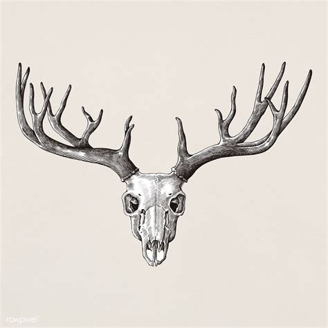 Hand Drawn Deer Antler Isolated Premium Image By Deer