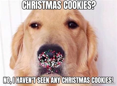 Christmas Cookies Golden Retriever Meme Petpress