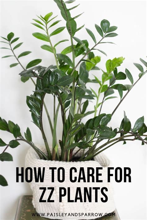 How To Care For A Zz Plant Zamioculcas Zamiifolia Paisley Plants