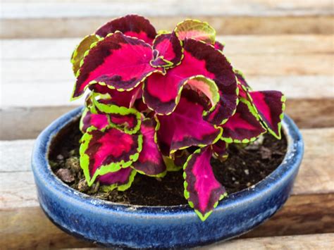 Caring For Coleus In Containers Learn How To Grow Coleus In Pots