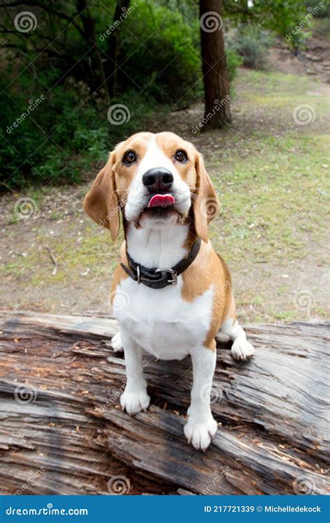 A Beagle Dog Standing On A Log In The Forest Stock Image Image Of