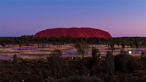 Field Of Light By Artist Bruce Munro At Uluru Australia Bing