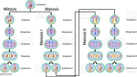 Ilustración De División Celular De Mitosis Y Meiosis Y Más Vectores