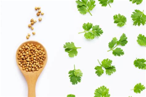 Coriander Seeds With Fresh Leaves Isolated On White Premium Photo