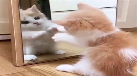 Gatos Graciosos Videos De Risa De Gatos Chistosos 78 Youtube