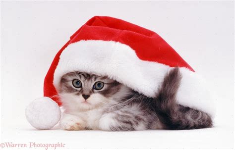A Kitten Wearing A Christmas Hat Christmas Kitten Christmas Hat