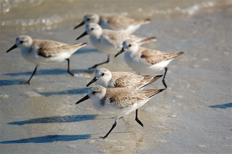 Sanderlings Speed Along The Oceans Edge Audubon