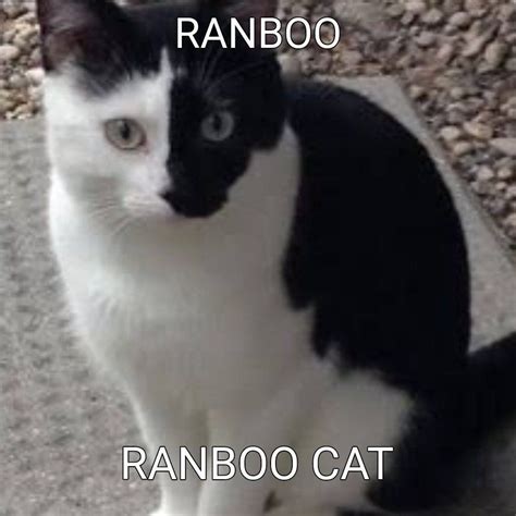 Ranboo Cat In 2021 My Dream Team Dream Team Dream Friends