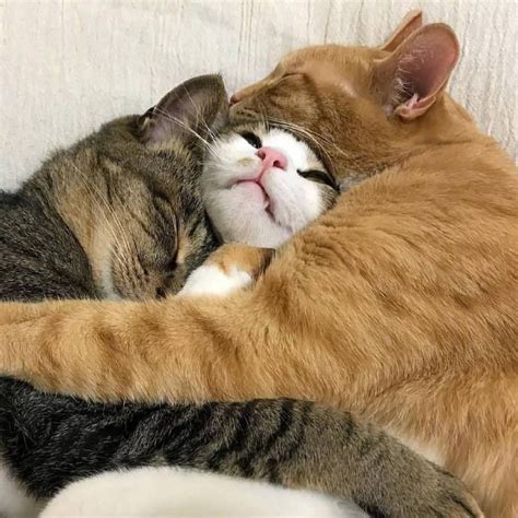 Three Cats Hugging Blank Template Imgflip