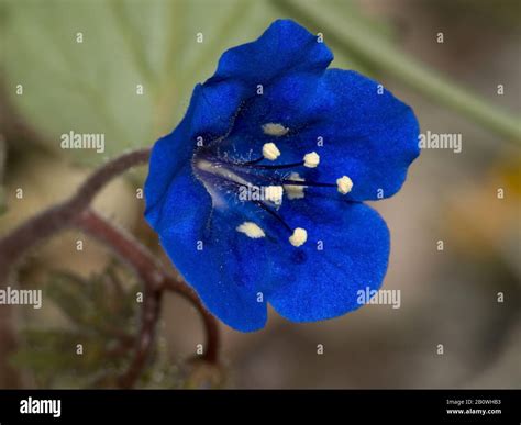 The Deep Blue Flower Of The Desert Blue Bells Wildflower Native To