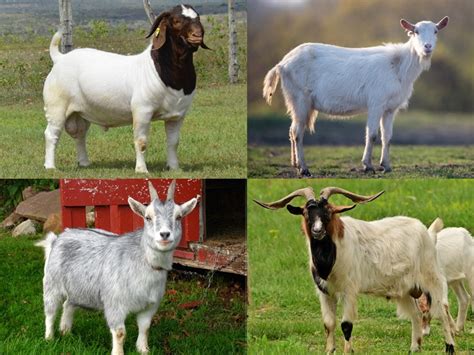 12 Different Types Of Goats Their Breeds And Uses