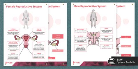 Human Reproduction Display Posters Teacher Made Twinkl
