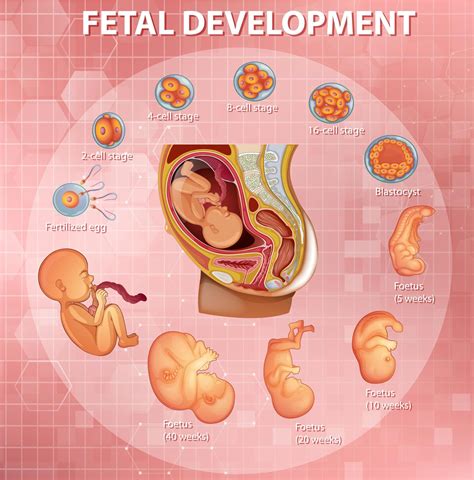 Etapas Del Desarrollo Embrionario Humano Etapas Del Desarrollo