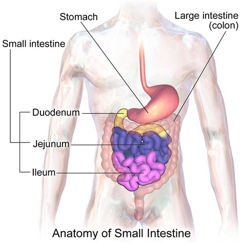 The ph of within the small intestine is six. Small intestine - Wikipedia