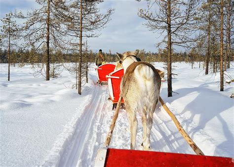 Reindeer Safari Sledge Winter Forest In Rovaniemi Finland Lapland Stock