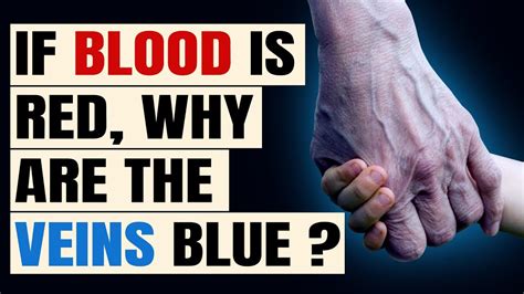 Is Blood Blue Why Does Human Blood In Veins Look Blue