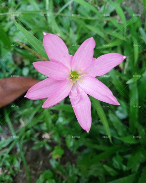 Paling Bagus 15 Gambar Bunga Yang Kecil Gambar Bunga Indah