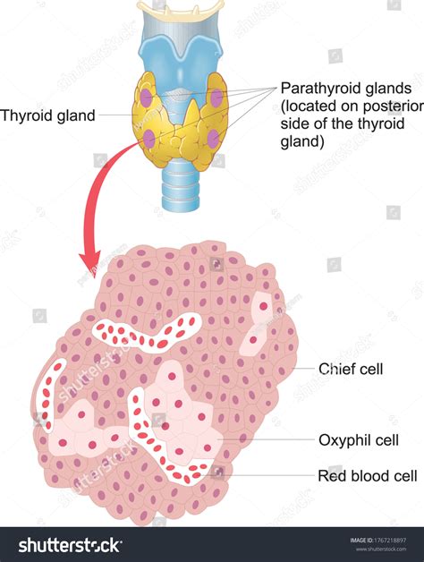Parathyroid Gland Anatomy