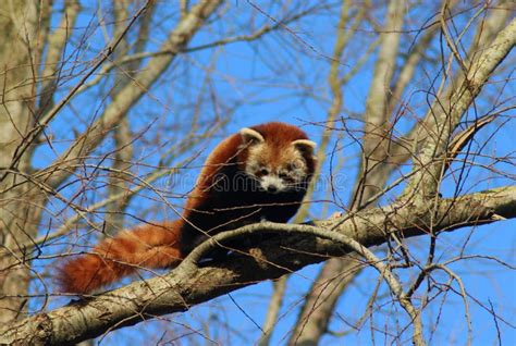 Red Panda In Tree Stock Image Image Of Ailurus Gaze 85120889