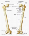 Femore - Medicinapertutti.it