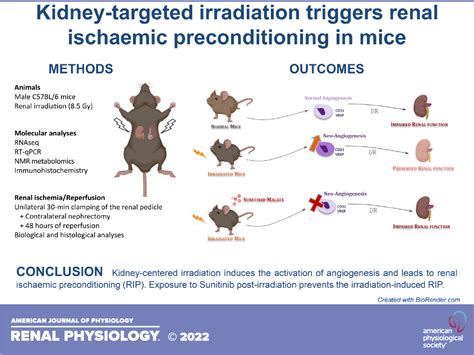 Kidney Targeted Irradiation Triggers Renal Ischemic Preconditioning In