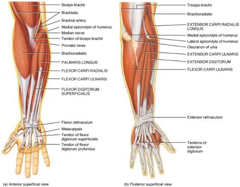 Those are the muscles of the posterior compartment of the leg, i hope that's cleared things up a the fibularis longus muscle, as you can see its origin, attaches on the upper lateral surface of the fibula this muscle forms a tendon which runs down the front of the leg and inserts medially on the foot. Upper Extremity Muscle And Tendon Anatomy Anterior Superficial View And Posterior Superficial View