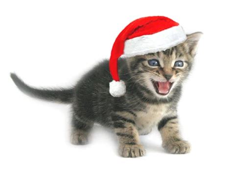 Funny Picture Humor Funny Christmas Cats
