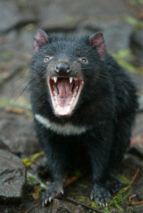 They have thick fur on the body and sharp teeth. Tasmanian Devil