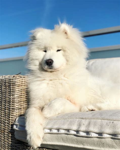 25 White Dog Breeds That Will Steal And Make A Meal Of Your Heart