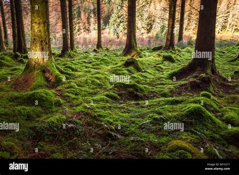 Mossy Forest Floor In A Timber Plantation Wales Uk Stock Photo Alamy