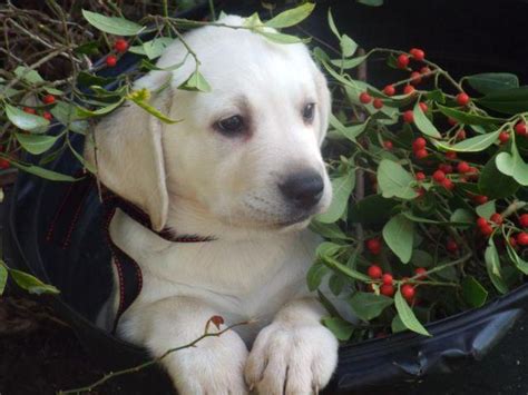 It might just be you lucky day. AKC White Lab puppies - Champion Bloodlines- OFA Excellent ...