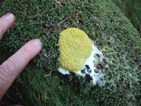 Reading The Washington Landscape Slime Mold In The Woods