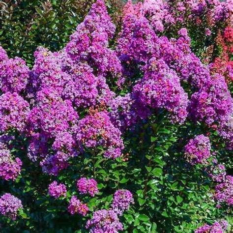 Purple Magic Crape Myrtle — Plantingtree