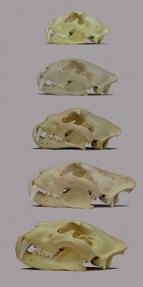 2 A Comparison Of The Skulls Of Panthera Cats All Lateral Views From