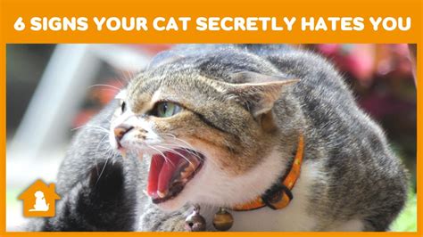 6 Signs Your Cat Secretly Hates You My Cat Hates Me How To