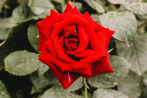 Closeup Photography Of Red Rose Flower · Free Stock Photo