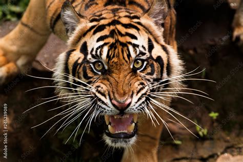 Angry Sumatran Tiger Stock Photo Adobe Stock