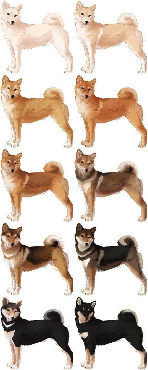 Shiba Inu Color Chart Shiba Inu Colors Japanese Dogs Shiba Inu
