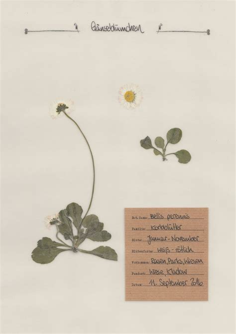Herbarium deckblatt vorlage zum ausdrucken herbarium kostenlose vorlagen. 16 besten Herbarium Bilder auf Pinterest | Blumen pflanzen ...