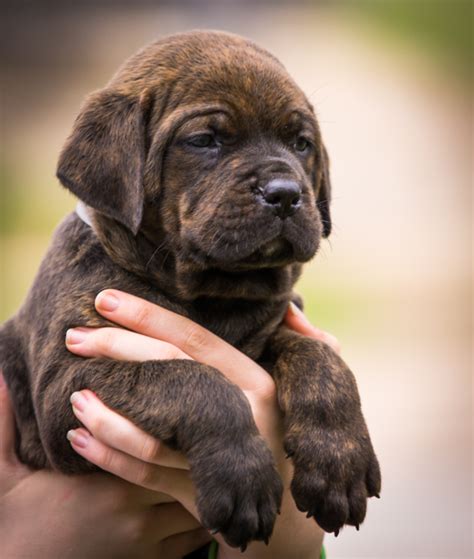 35 Cane Corso Price For Puppies Image Bleumoonproductions