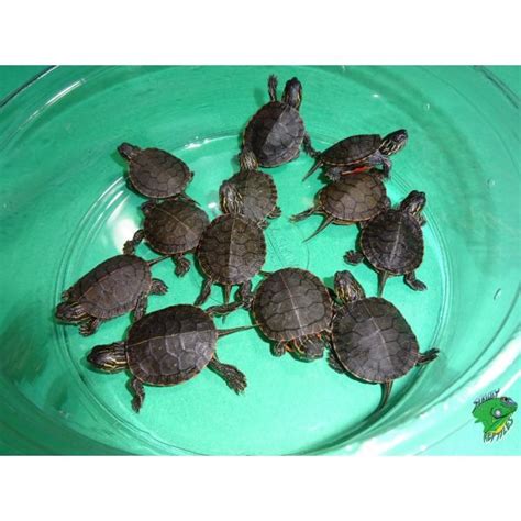 Vietnamese Pond Turtle Captive Bred 3 Inch Strictly Reptiles Inc