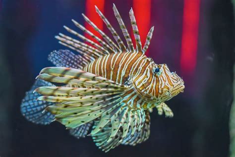 Lionfish Species Profile