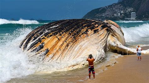 7 Most Giant Sea Creatures Youve Ever Seen