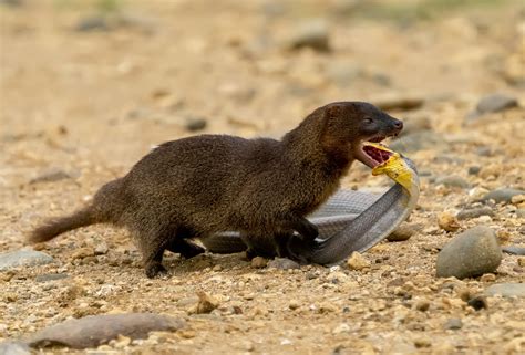 The Fearless Mongoose Why These Animals Are Not Afraid Of Snakes