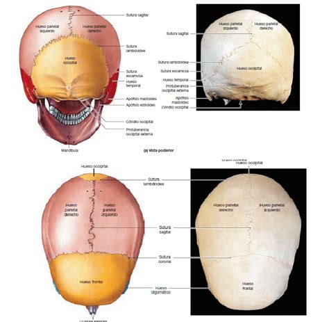 Huesos Del Cráneo ¿cuántos Son Anatomía Funciones Y Muchos Más