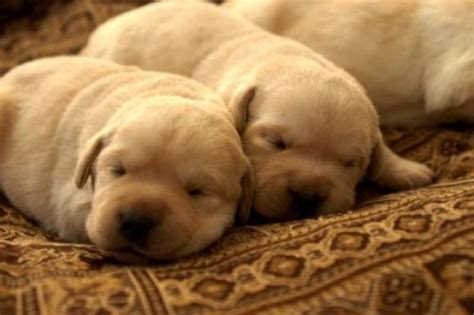 Sleeping Siblings Cute Lab Puppies Puppies Lab Puppies