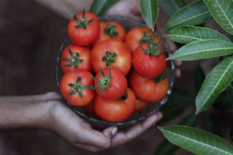 13 Most Popular Bush Tomato Varieties Topbackyards