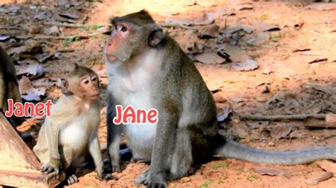 Monkey Jane Takes Care Her Baby Janet And Take Janet Looking For Food