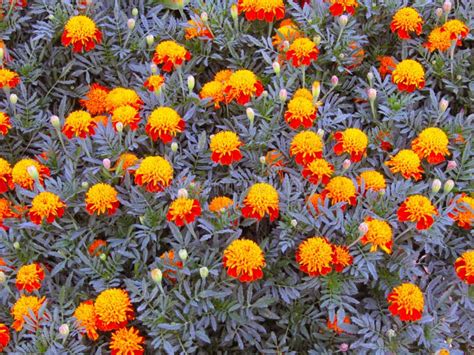 Tagetes Patula Flower Growing On A Flower Bed Stock Photo Image Of